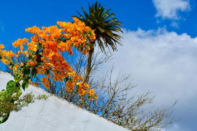 Low angle view of flowering plant against sky