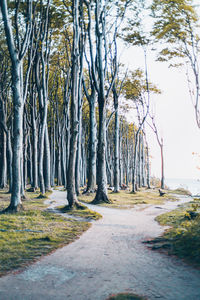 Scenic view of trees in forest against sky