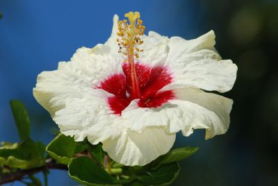 Close-up of white flower