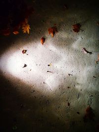 High angle view of birds on land