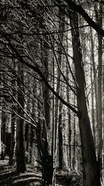 Low angle view of trees