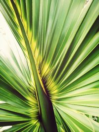 Close-up of palm leaves