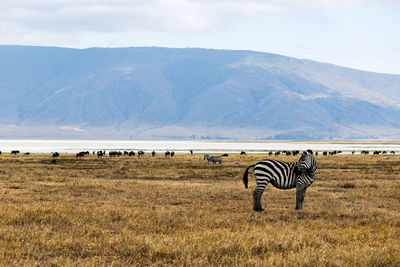 Zebra standing on field against sky in ngorongoro crater, tanzania 