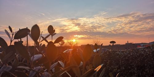 Silhouette plants growing on field against sky during sunset
