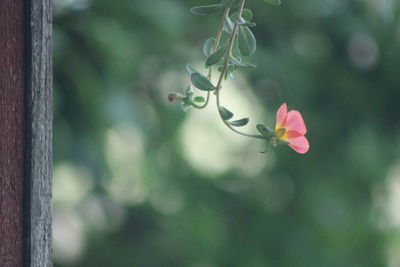 Close-up of pink flowering plant