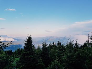 Pine trees in forest against sky