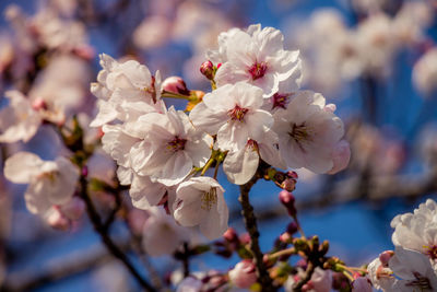 Close-up of cherry blossom