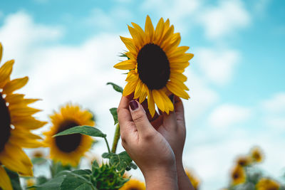 Low angle view of hand holding sunflower against sky