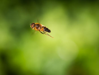 Close-up of drone fly with green background