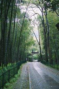 Footpath amidst trees in forest