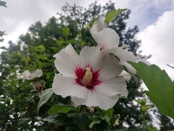 Close-up of white flowering plant