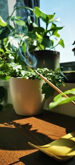 Close-up of potted plant on table