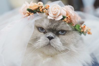 Close-up of cat on rose