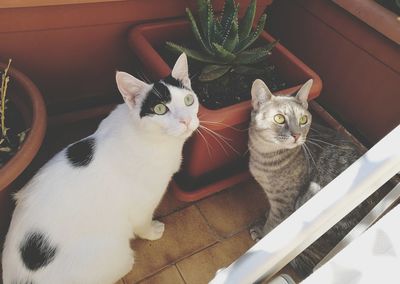 High angle view of cat sitting on potted plant