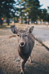 Portrait of deer