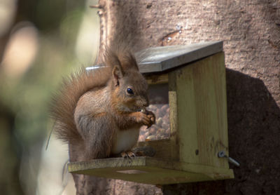 A eurasian red squirrel - sciurus vulgaris - in the cairngorms national park, scotland, uk