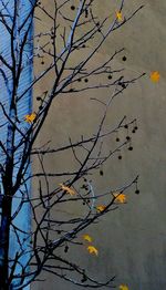 Low angle view of bare trees against sky