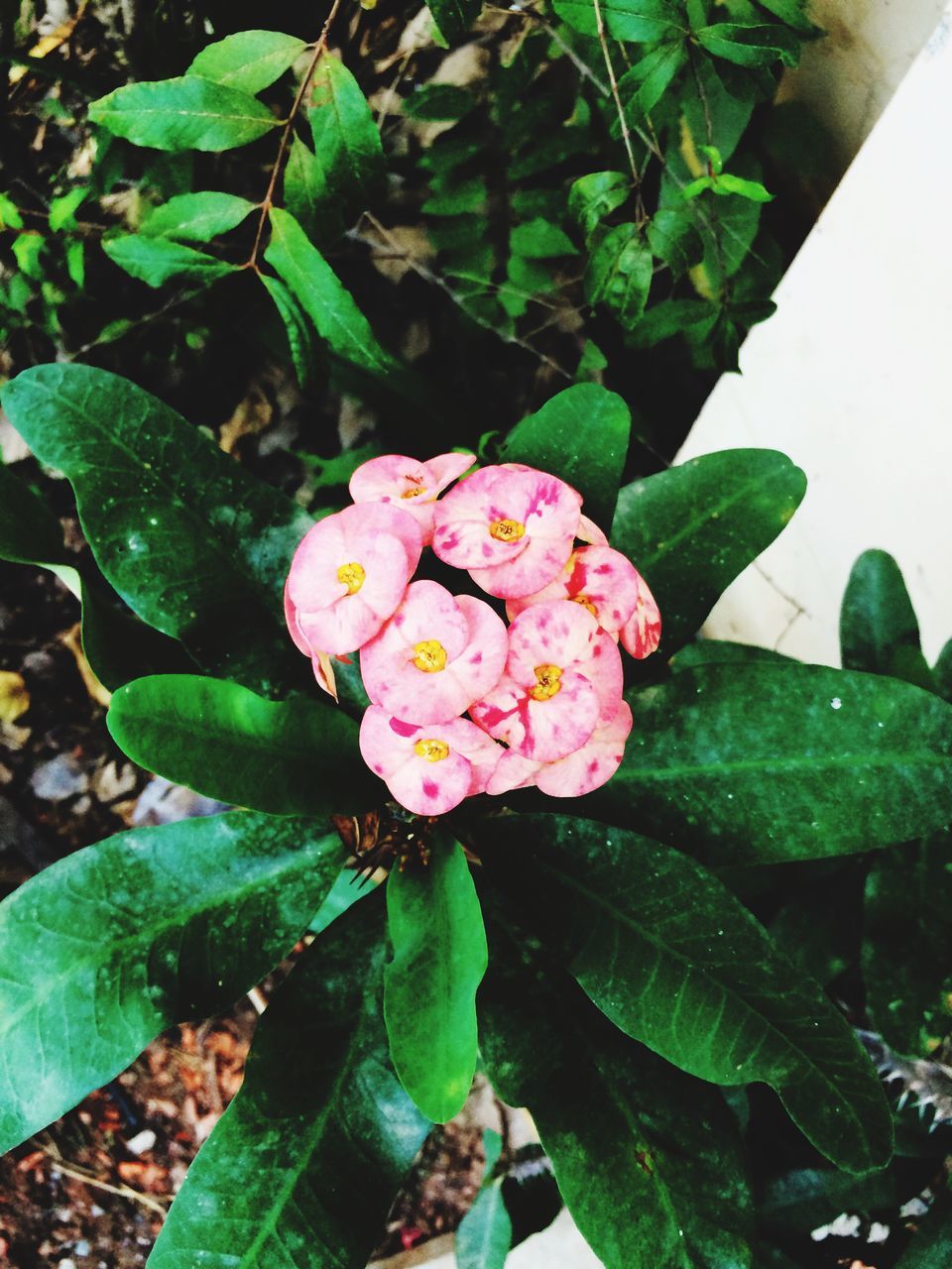 flower, freshness, petal, leaf, fragility, growth, flower head, beauty in nature, pink color, plant, blooming, nature, close-up, green color, in bloom, high angle view, focus on foreground, outdoors, single flower, blossom