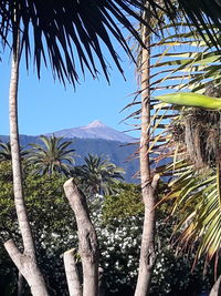 Palm trees against clear sky