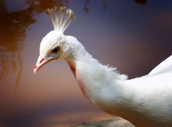 Close-up of bird