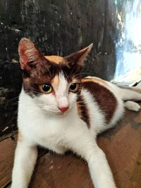 Close-up portrait of cat looking at camera