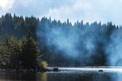 Panoramic shot of trees against sky