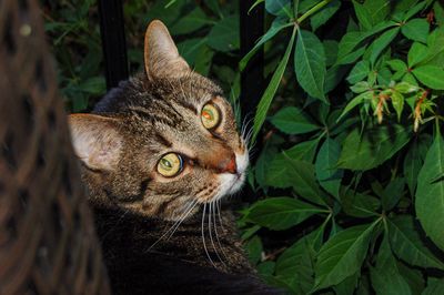 Close-up portrait of a cat