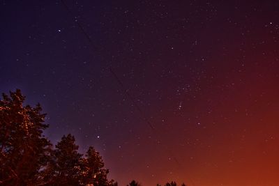 Winter starry night over the pine woods in ukraine