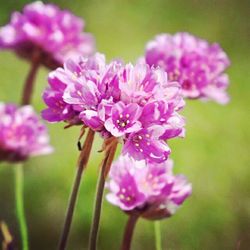 Close-up of pink flowers