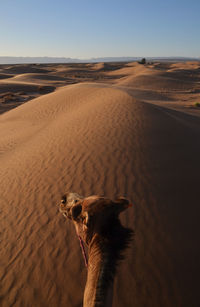 High angle view of camel in desert