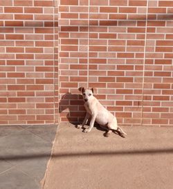 White dog on wall