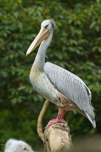 Close-up of pelican perching outdoors