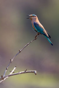 Close-up of kingfisher perching on stem