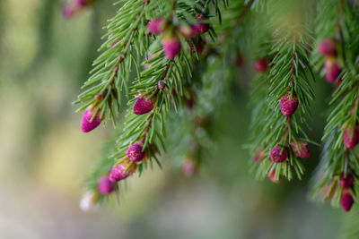 Close-up of red flowers growing on tree