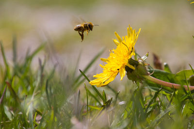 Close-up of bee pollinating on yellow flower