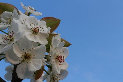 Close-up of white flowers against clear blue sky