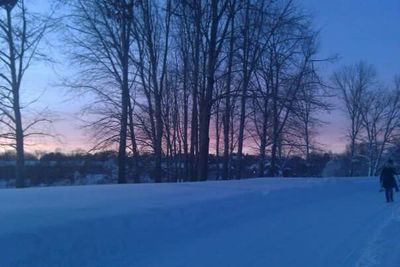 Bare trees on snow covered landscape