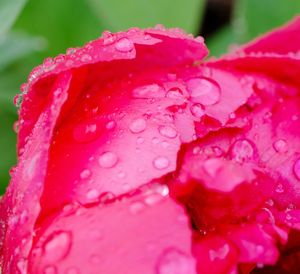 Close-up of wet pink rose