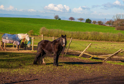 Horses grazing on field