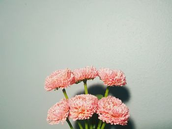 Close-up of pink flowering plant against wall