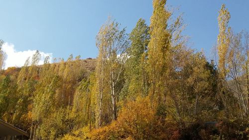 Low angle view of trees against the sky