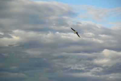 Low angle view of bird flying against cloudy sky