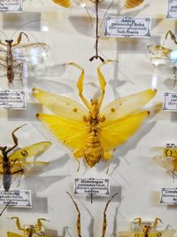 Close-up of yellow paint on white background