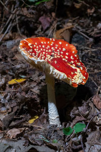 Close-up of fly agaric mushroom on field