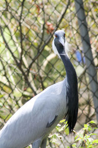 Close-up of bird against fence in zoo