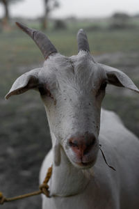 Close-up portrait of a horse