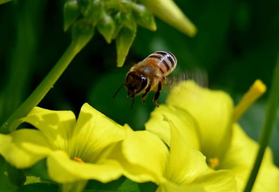 Bees on yellow flowers in the garden, in flight, flying bee