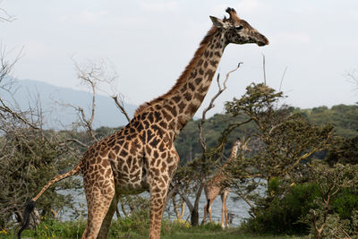 Giraffe standing on tree against sky