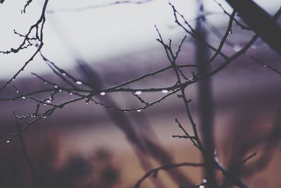 Close-up of wet tree against sky