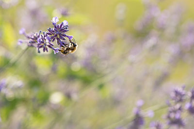 Close-up of bee pollinating on lavender